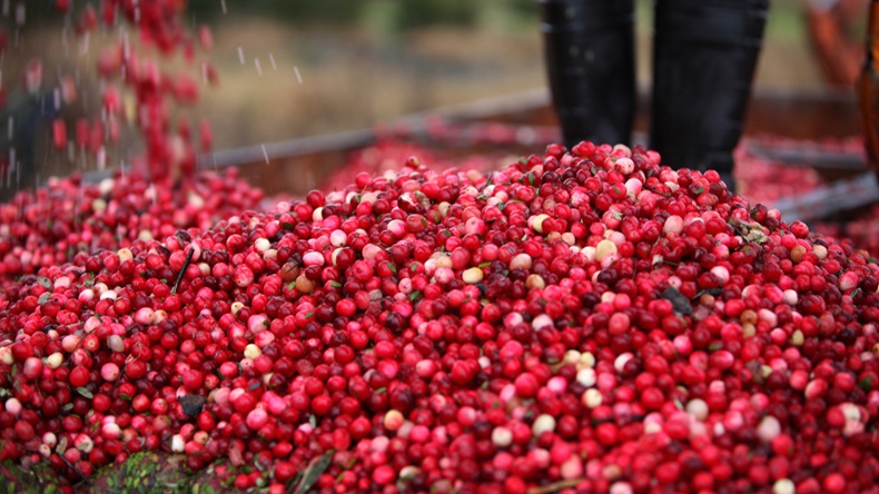 cranberry harvesting