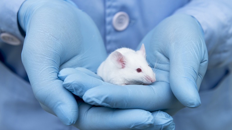 Small experimental mouse is on the laboratory researcher's hand