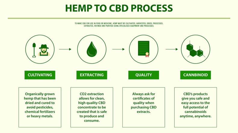 Hemp to CBD process horizontal infographic, healthcare and medical illustration about cannabis - Vector 