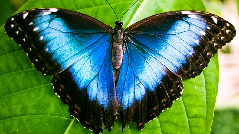 Blue Butterfly_1200