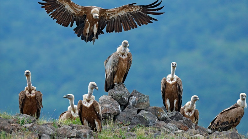 Griffon Vulture, Gyps fulvus, big birds of prey sitting on stone, rock mountain, nature habitat, Madzarovo, Bulgaria, Eastern Rhodopes. Wildlife scene, hide. Wildlife scene, Balkan. Group of vultures.