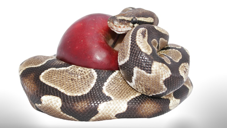 Snake and red apple isolated; temptation concept; includes clipping path