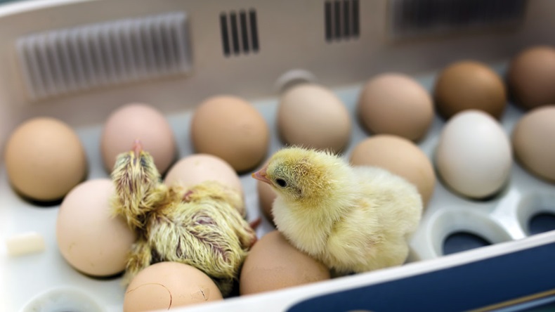 Newborn little yellow chicken in the incubator
