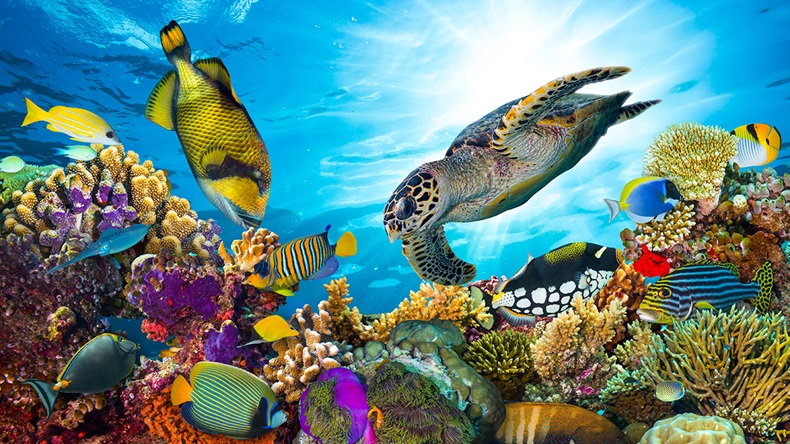 Coral reef (stockphoto-graf/Shutterstock.com)